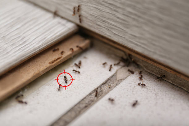 Best Termite Control Services  in Montgomery, TX